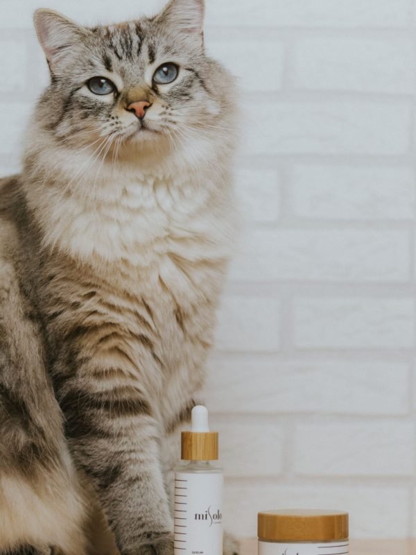 pexels-misolo-cosmetic-2588316-4841116 pexels-misolo-cosmetic-2588316-4841116